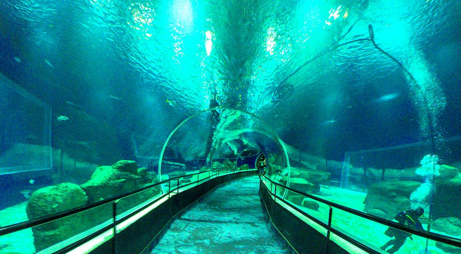 Rio de Janeiro Aquarium glass tunnel