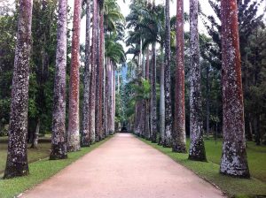Rio Botanical Garden: An Immersion in Nature