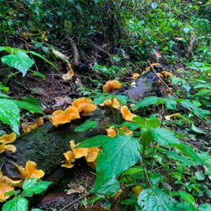 IMG_5532 - Copia - Copia