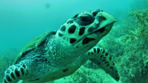 BIOMA Scuba: Discovering Life Beneath the Surface in Arraial do Cabo